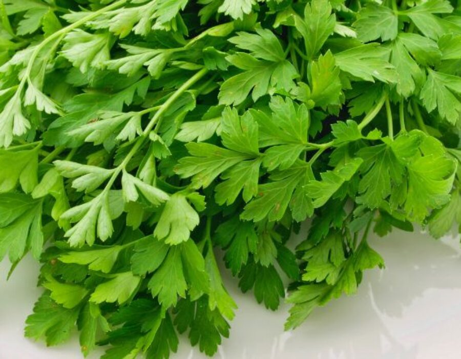 coriander