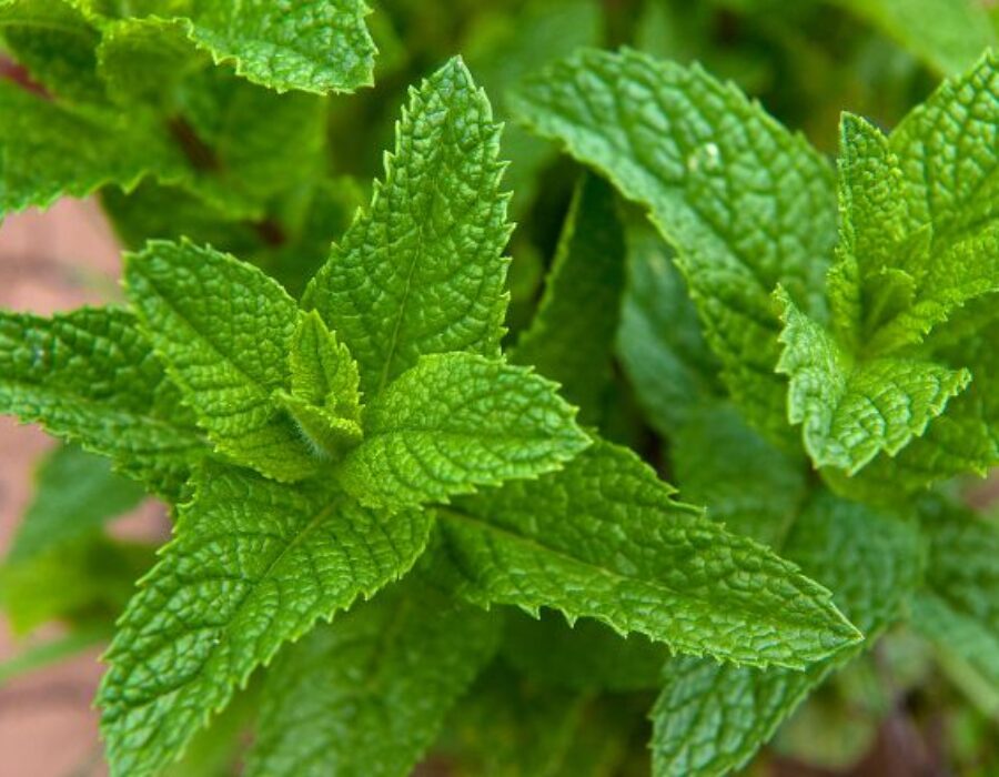 Mint: A Versatile Herb with Remarkable Health Benefits