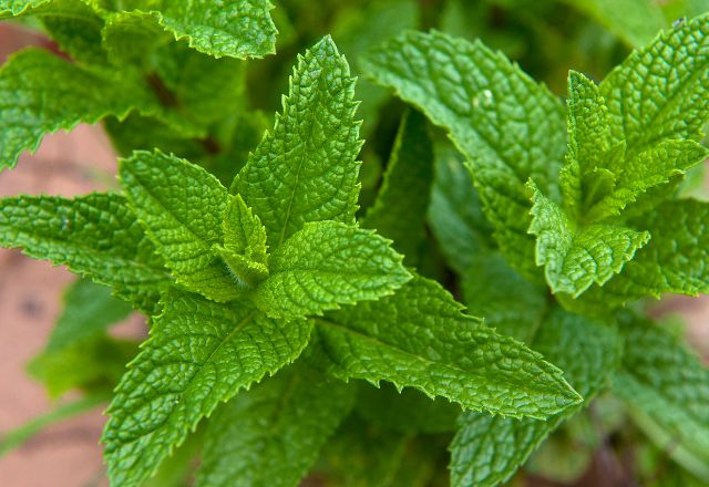 Mint: A Versatile Herb with Remarkable Health Benefits