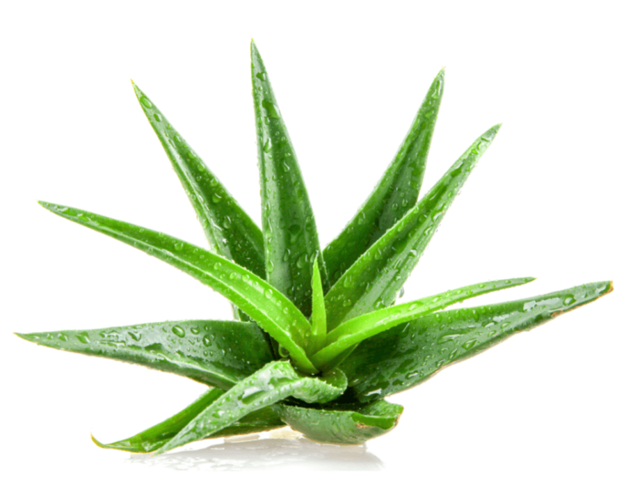 Aloe vera benefits: many and important