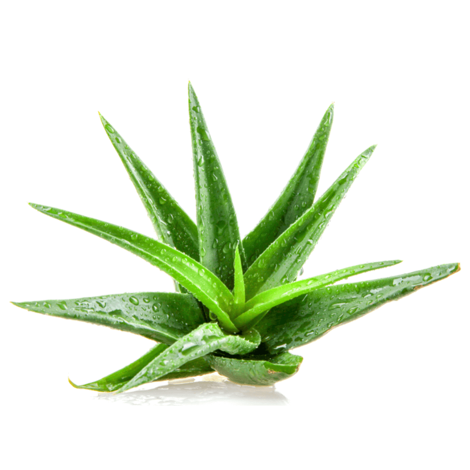 Aloe vera benefits: many and important