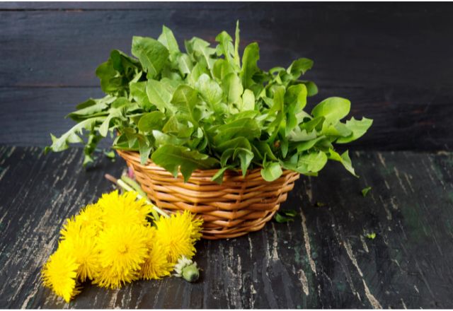 Dandelion Leaves – Uses, Benefits, and Precautions