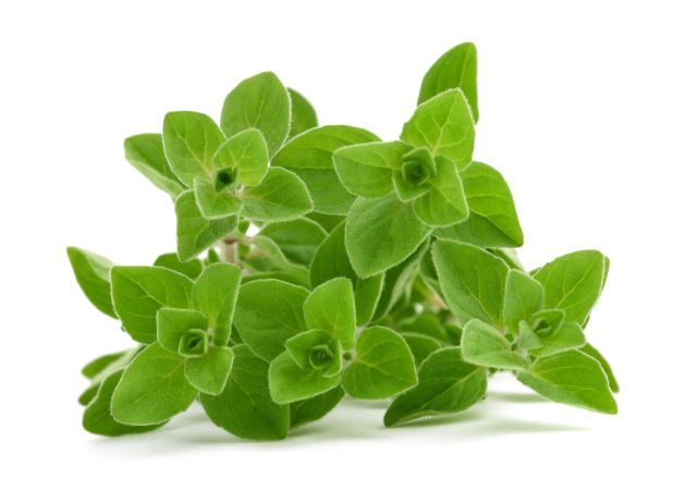 Marjoram – a versatile herb with health benefits