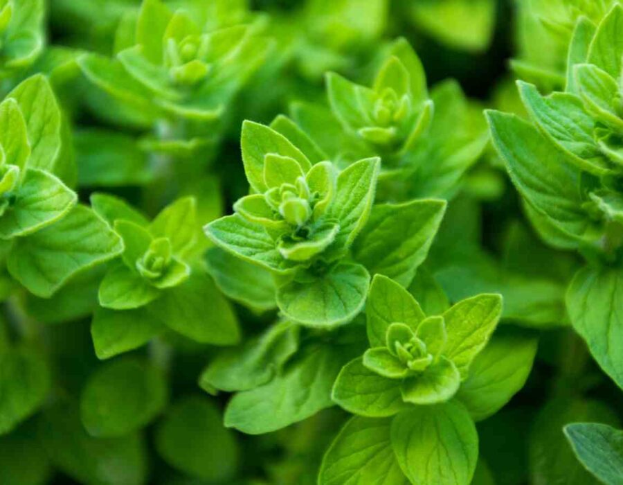 Marjoram – a versatile herb with health benefits