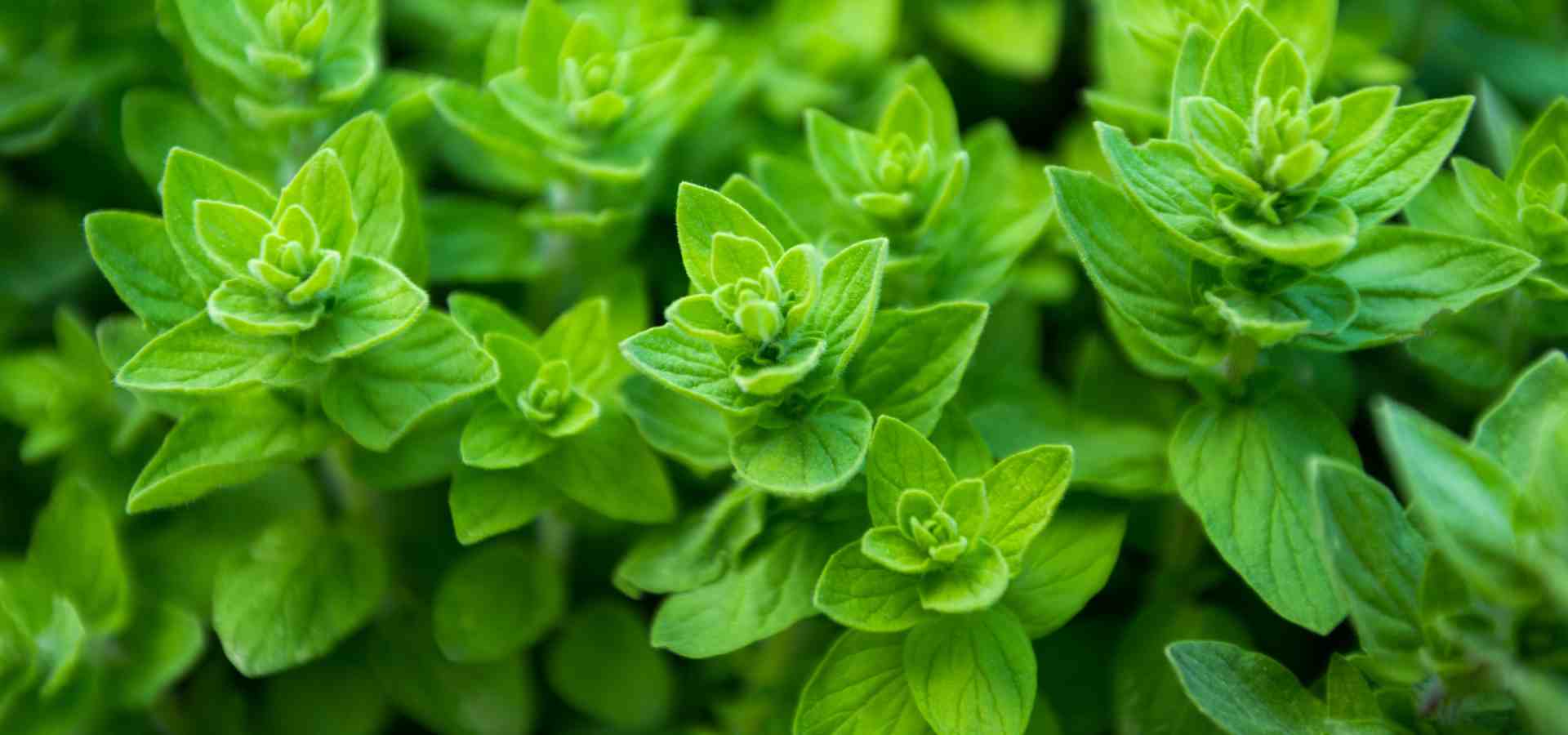 Marjoram – a versatile herb with health benefits