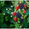 Benefits of berries: Here are the most prominent