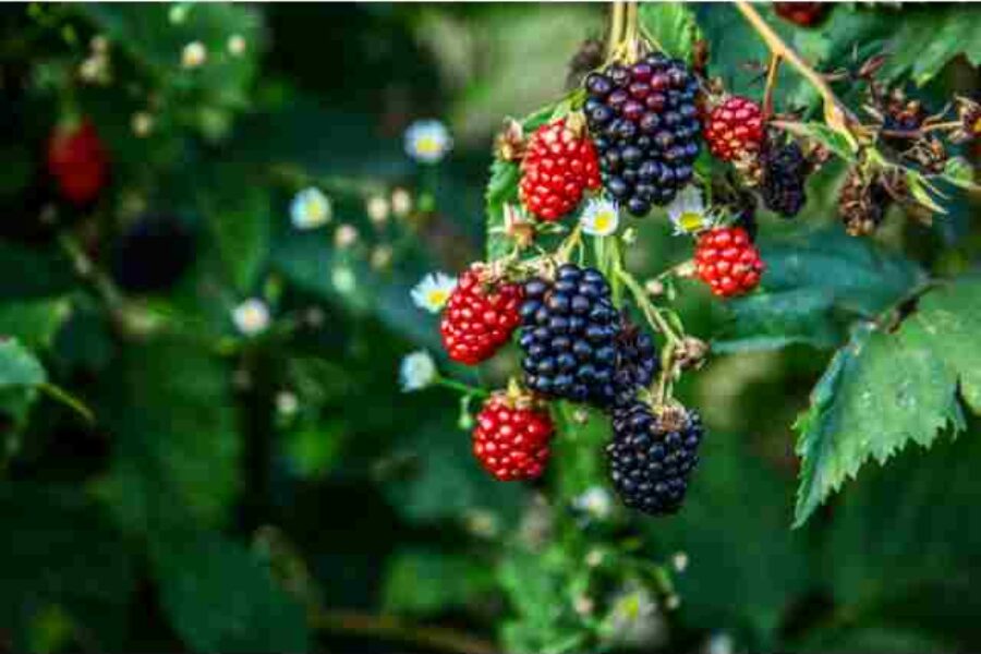 Benefits of berries: Here are the most prominent