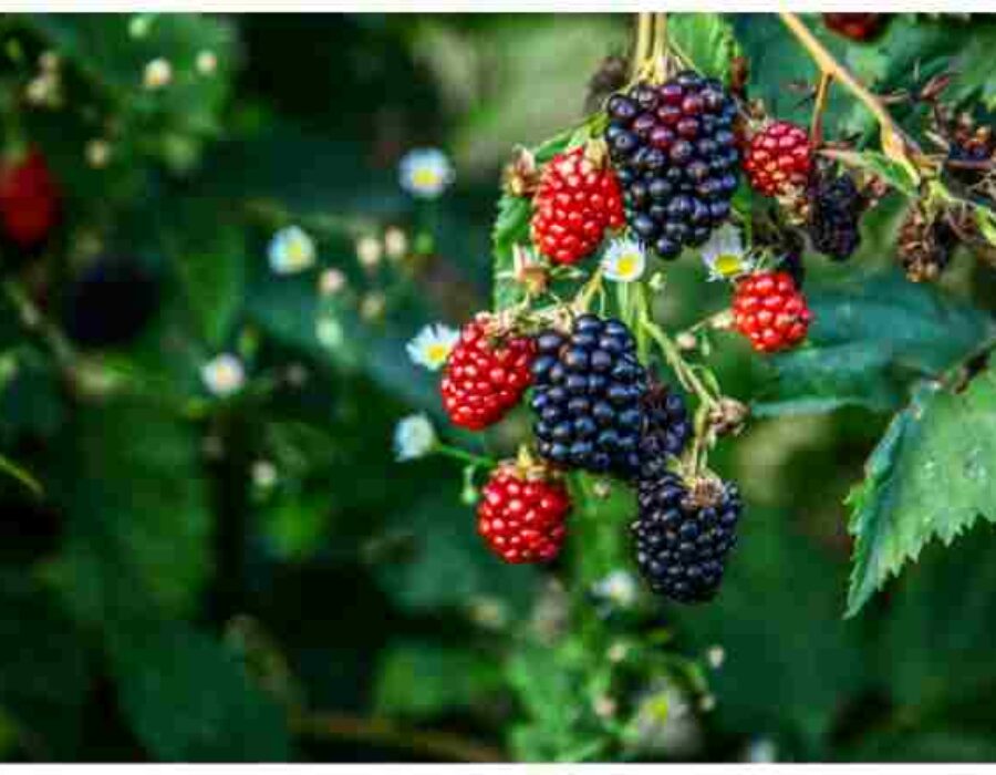 Benefits of berries: Here are the most prominent