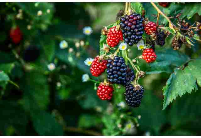 Benefits of berries: Here are the most prominent